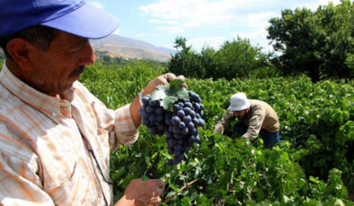 Erzincan’ın ‘Cimin Üzümü’: Sofralarda aranan lezzet ve şifa kaynağı