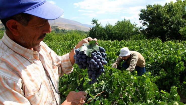 Erzincan’ın ‘Cimin Üzümü’: Sofralarda aranan lezzet ve şifa kaynağı