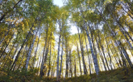 Erzincan’ın dağları sonbahar güzelliğiyle büyülüyor