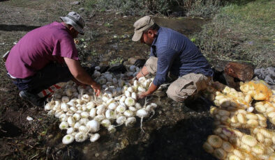 Erzurum’da 600 yıllık şalgam yıkama geleneği