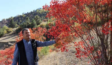Erzurum’da Kaplaç Ağaçları doğayı kırmızıya boyadı