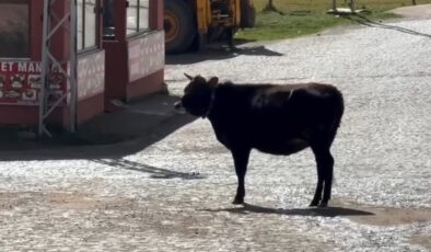 Gümüşhane’de yaylada arkadaş olan iki ineğin ayrılık anı yürek burktu