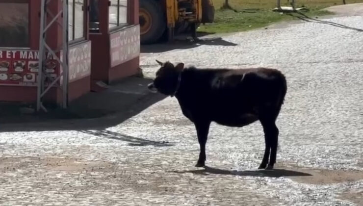 Gümüşhane’de yaylada arkadaş olan iki ineğin ayrılık anı yürek burktu