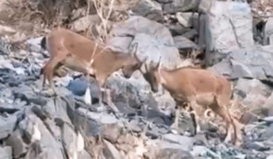 Hakkari’de yavru dağ keçilerinin kavgası