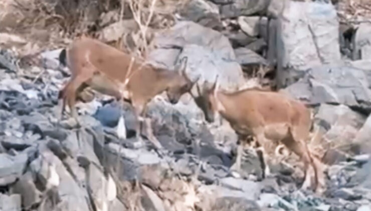Hakkari’de yavru dağ keçilerinin kavgası
