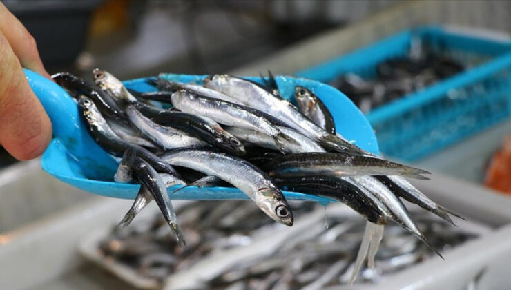 Hamside tehlike çanları çalıyor: Av miktarı azalıyor