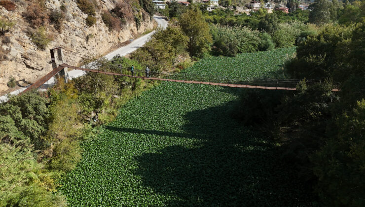 Hatay’da su sümbülleri Asi nehrini yeşile boyadı