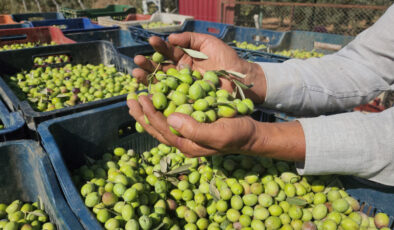 Hatay’da zeytin hasadı başladı: Tarlada kilosu 55 TL