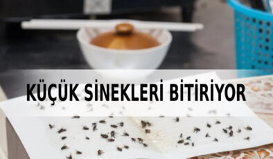 İki baharatla doğal sinek kovucu: Çöpe bile yaklaşamıyor