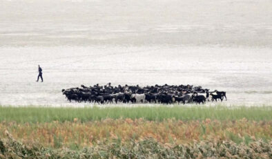 Isparta’da suyu çekilince ikiye bölünen Eğirdir Gölü, hayvanların otlağı oldu