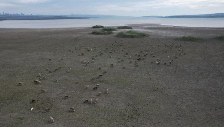 İstanbul’da kuraklık alarmı: Büyükçekmece Gölü’nde koyunlar otluyor