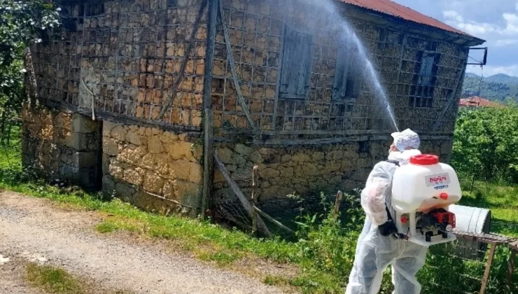 Giresun’da Kahverengi Kokarca Alarmı! Kışlaklara Yönelen Zararlıya Karşı Kapsamlı Mücadele