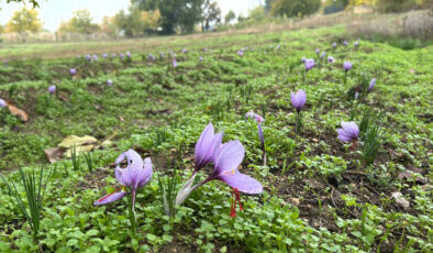 Karabük’te  ‘Dünyanın en pahalı baharatı’ bilinen safran emin ellerde hazırlanıyor