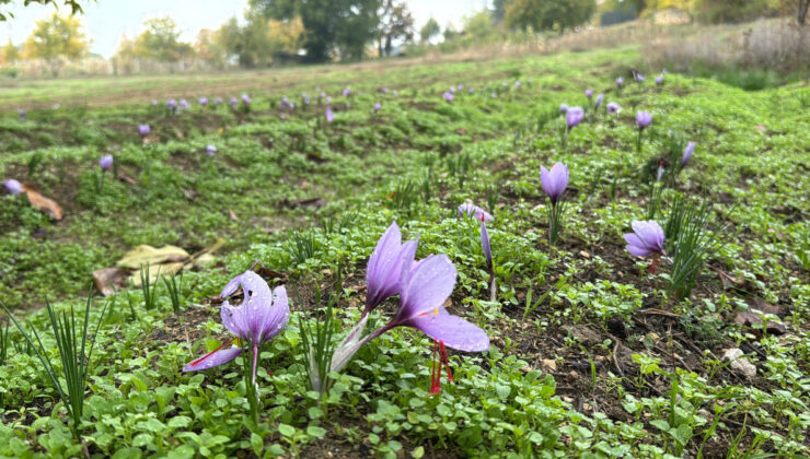Karabük’te  ‘Dünyanın en pahalı baharatı’ bilinen safran emin ellerde hazırlanıyor