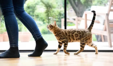 Kedinizin sürekli sizi takip etmesi bakın ne anlama geliyor