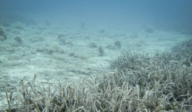 Marmara Denizi’nde müsilaj gözlemlenmedi