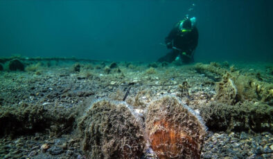 Marmara’da pina sayısı artıyor