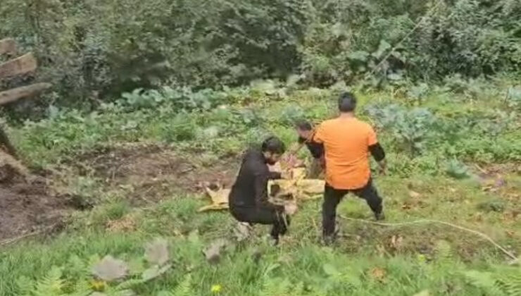 Rize’de yoldan aşağıya düşen inek vinç yardımıyla kurtarıldı
