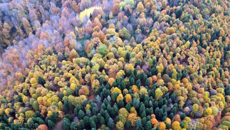 Sakarya’da sonbahar güzelliği