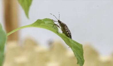 Tarım ve Orman Bakanlığı’ndan kahverengi kokarcaya karşı kapsamlı eylem planı
