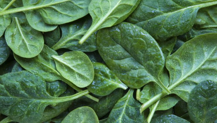 Tazeliğin sırrı ortaya çıktı: Bu yöntemle ıspanaklar günlerce canlı kalıyor