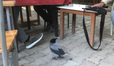 Tedavisinin ardından kahvehane bağımlısı olan karga Muğla’da maskot oldu