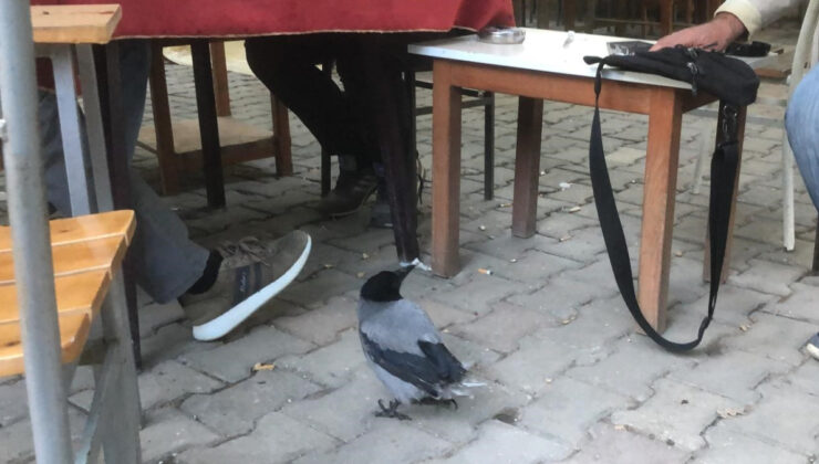 Tedavisinin ardından kahvehane bağımlısı olan karga Muğla’da maskot oldu