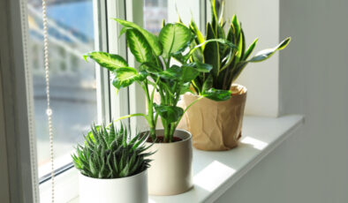 Uzmanlardan uyarı: Bu bitkiyi evde tutmak olumsuz etkiliyor