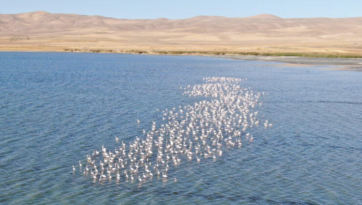 Van Gölü’nde flamingolar görsel şovlarıyla büyülüyor