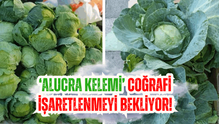 Alucra Kelemi Coğrafi İşaret Tescili Bekliyor: Lezzet ve Ekonomik Güç