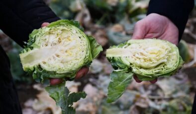 Alucra Kelemi İçin Coğrafi İşaret Başvurusu Başlatıldı