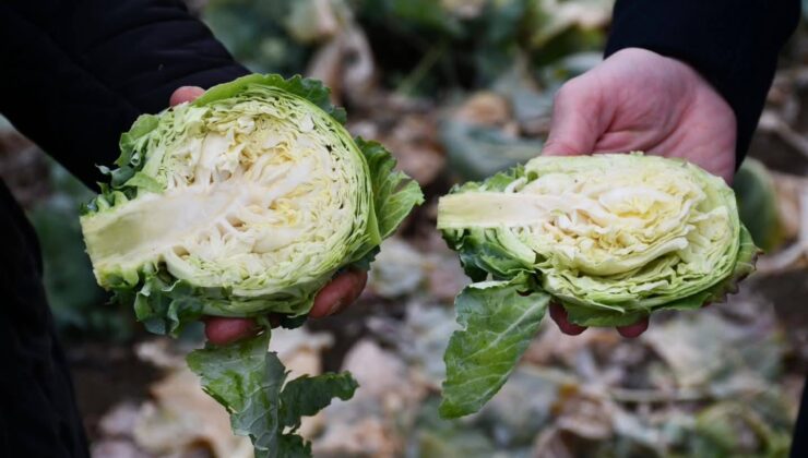 Alucra Kelemi İçin Coğrafi İşaret Başvurusu Başlatıldı