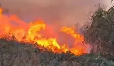 Artvin Hopa’da Yangın Paniği: Ziraat Alanından Ormana Sıçradı