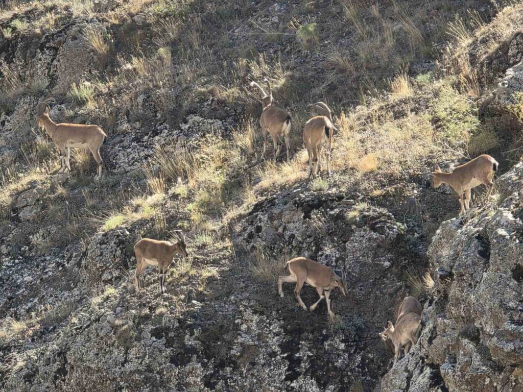 Bayburt Yaban Keçisi