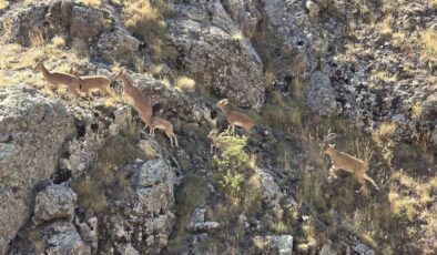 Doğanın Usta Tırmanıcıları Vauk Dağı’nda Ortaya Çıktı
