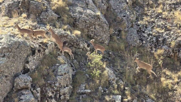 Doğanın Usta Tırmanıcıları Vauk Dağı’nda Ortaya Çıktı
