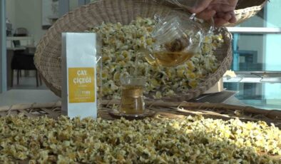 Doğu Karadeniz’in Yeni Gelir Kapısı: Kilosu 6 Bin TL’den Satılan ‘Çay Çiçeği Çayı’