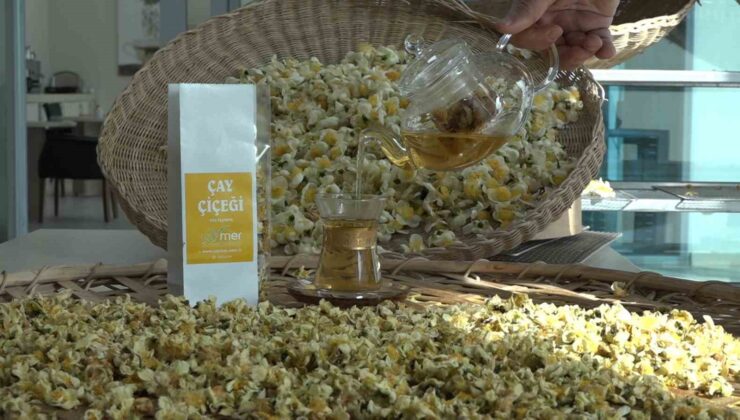 Doğu Karadeniz’in Yeni Gelir Kapısı: Kilosu 6 Bin TL’den Satılan ‘Çay Çiçeği Çayı’
