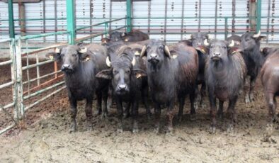 Manda Yetiştiriciliğine Büyük Destek: Giresun’a 28 Milyon TL Ödeme!