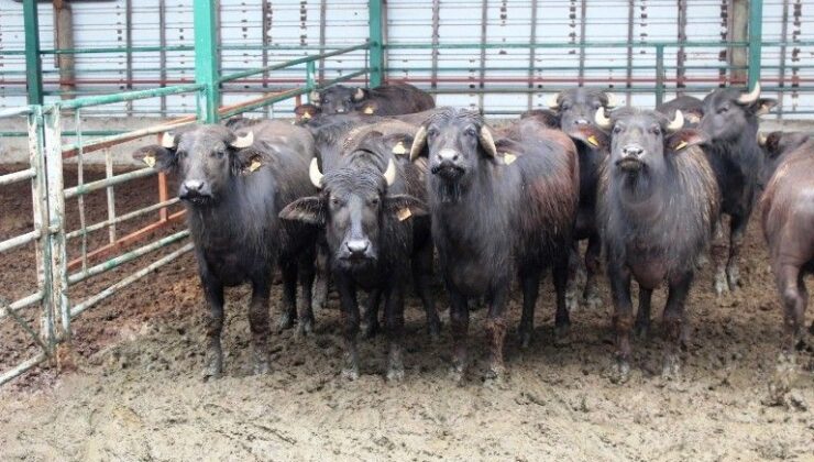 Manda Yetiştiriciliğine Büyük Destek: Giresun’a 28 Milyon TL Ödeme!