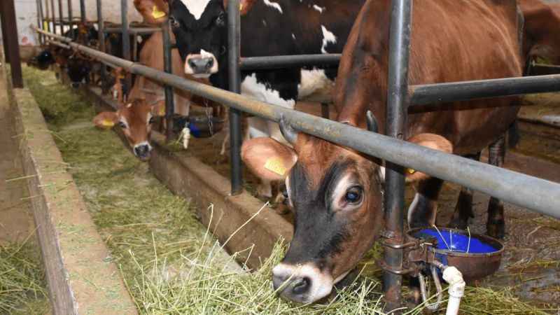 Giresun Şebinkarahisar hayvancılık