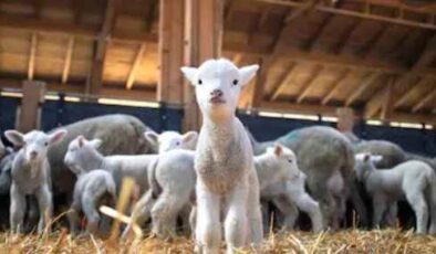 Giresun’da Hayvancılığın Başkenti Belli Oldu: Şebinkarahisar Zirvede!
