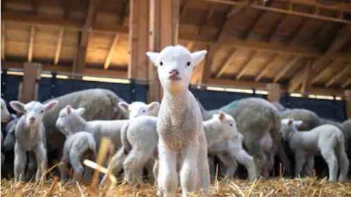 Giresun’da Hayvancılığın Başkenti Belli Oldu: Şebinkarahisar Zirvede!