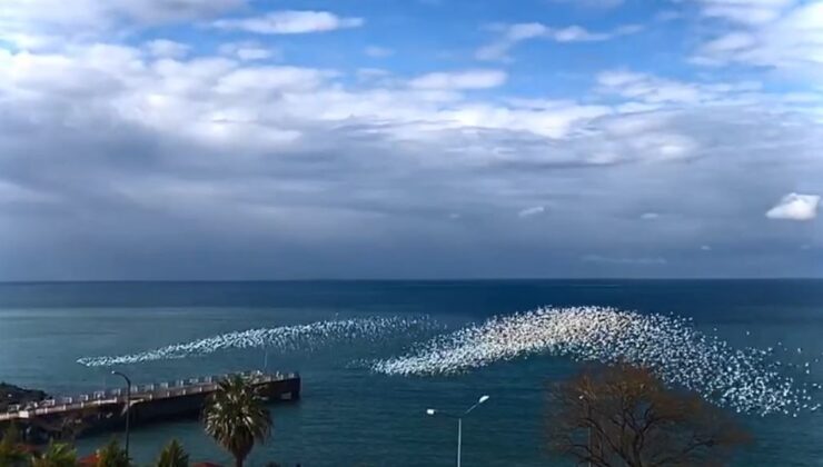 Artvin Hopa Açıklarında Görsel Şölen: Martıların Deniz Üstündeki Ahenkli Dansı