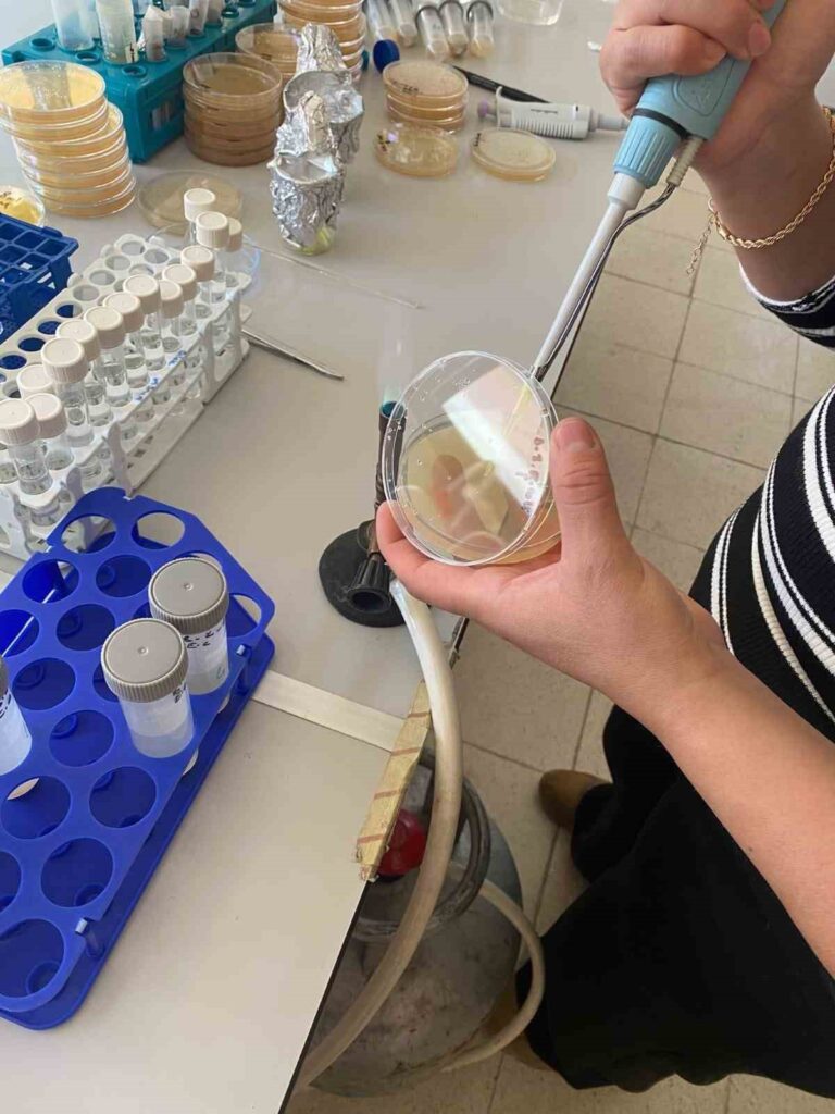 Hypericum Malatyanum