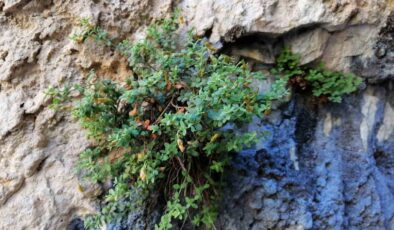 Malatya Endemiği H. Malatyanum, Sarı Kantaron’dan Daha Güçlü Çıktı!