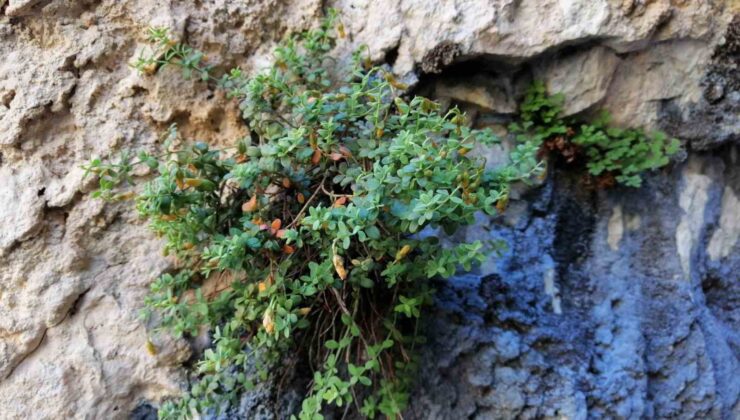 Malatya Endemiği H. Malatyanum, Sarı Kantaron’dan Daha Güçlü Çıktı!