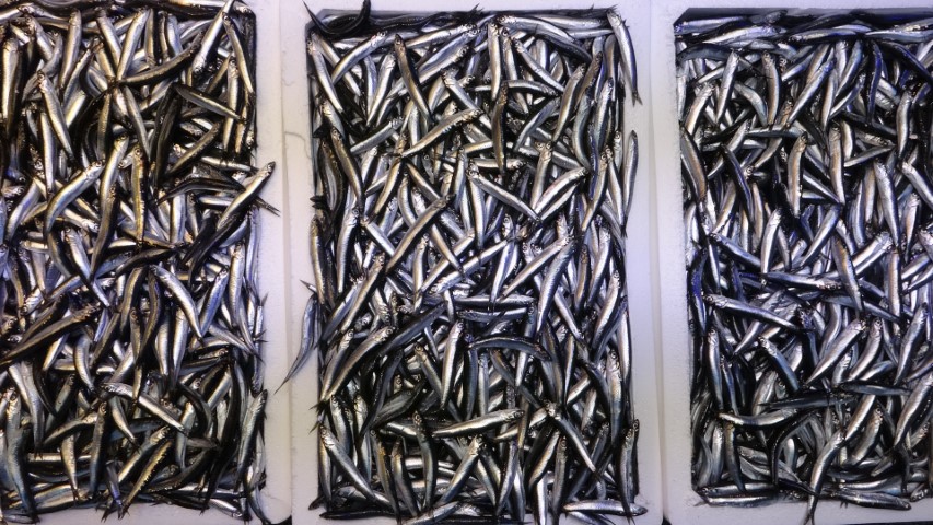 Karadeniz hamsi bolluğu fiyat