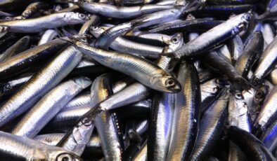 Karadeniz’de Son 35 Yılın Rekoru: Hamsi Bolluğu Sürüyor, Fiyatı 1 Aydır 50 TL