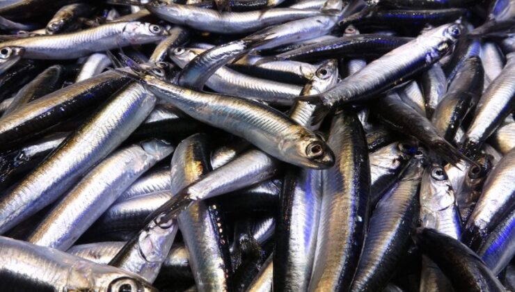 Karadeniz’de Son 35 Yılın Rekoru: Hamsi Bolluğu Sürüyor, Fiyatı 1 Aydır 50 TL